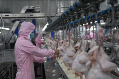 新疆墨玉：发展鸡产业 打造“育产加销”